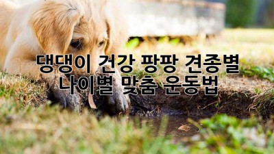 댕댕이 건강 팡팡! 견종별 나이별 맞춤 운동법