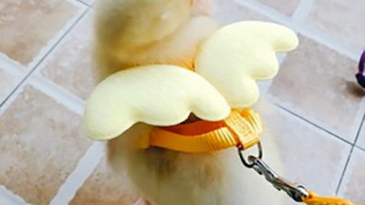 닭하네스 득템 후기! 🐔 나만의 닭친구와 산책 필수템 ✨